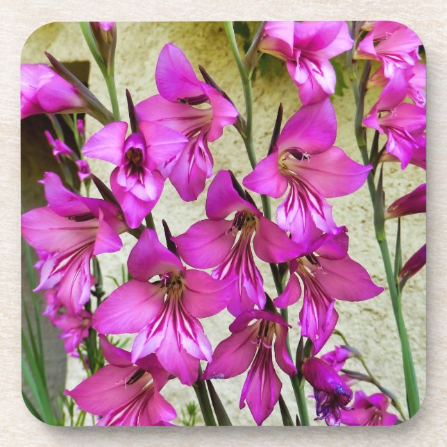 Posavasos Gladiolus bizantino (Frente)