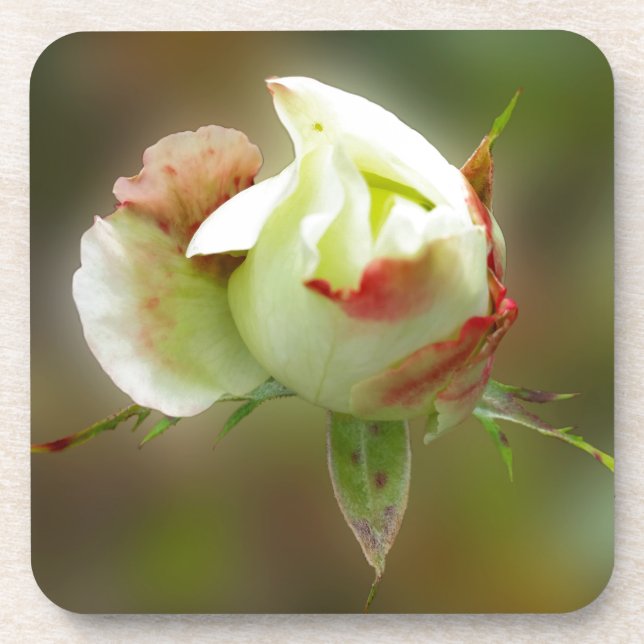 Posavasos glamour rosebud (Frente)