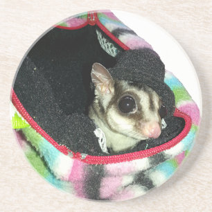 Posavasos Glider azucarero usando un Gorra
