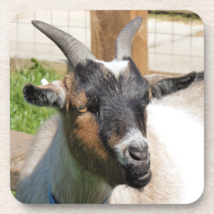 POSAVASOS GOAT
