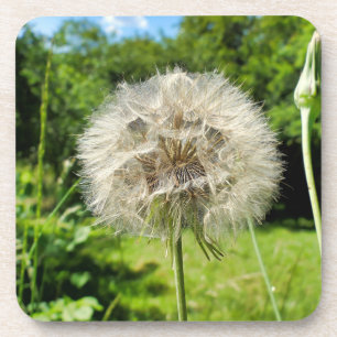 Posavasos Goatsbeard Wildflower