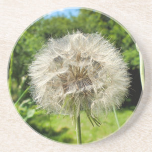 Posavasos Goatsbeard Wildflower