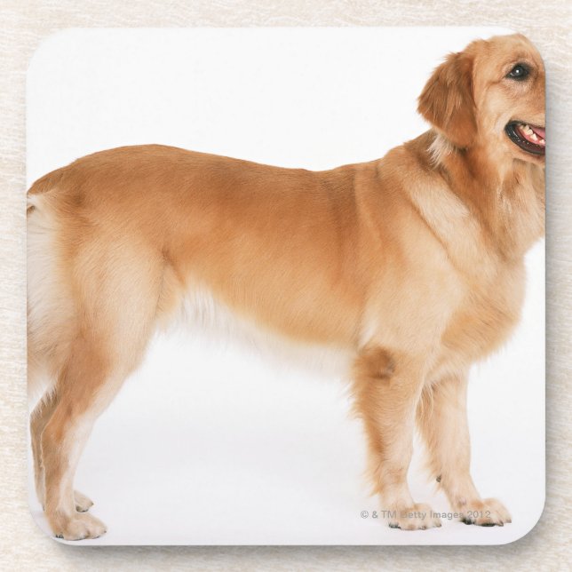 Posavasos Golden retriever (Frente)