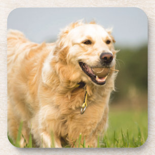 Posavasos Golden Retriever