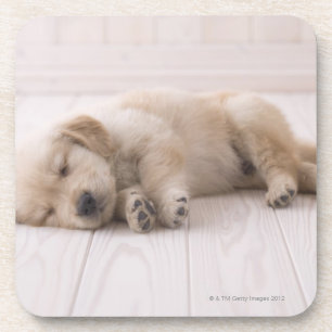 Posavasos Golden retriever