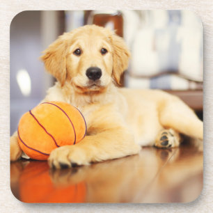 Posavasos Golden Retriever Con Juguete De Baloncesto