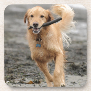Posavasos Golden Retriever Corriendo Con Palo En La Boca