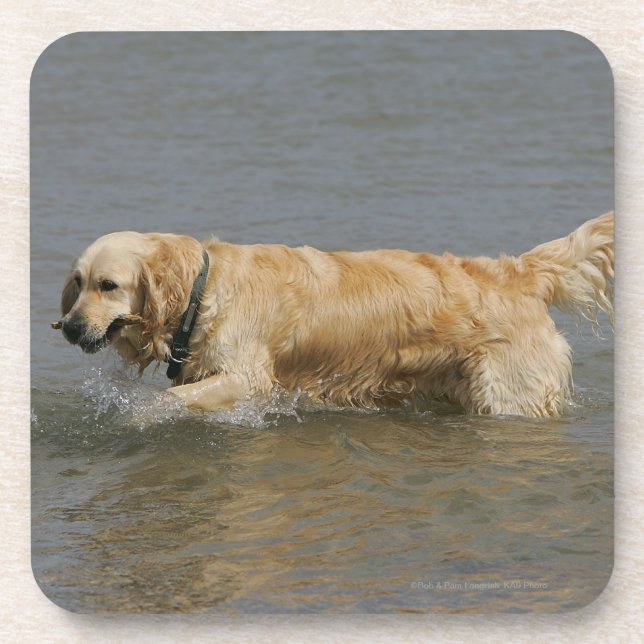 Posavasos Golden retriever en agua (Frente)