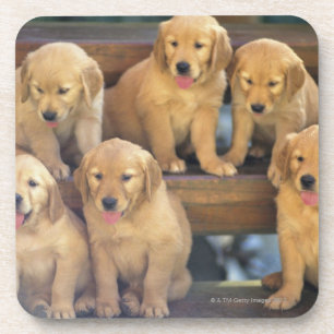 Posavasos Golden retriever; es un relativamente moderno y