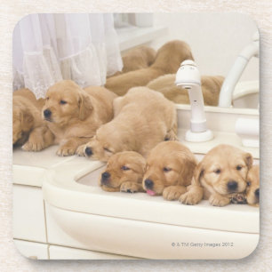 Posavasos Golden retriever; es un relativamente moderno y 2