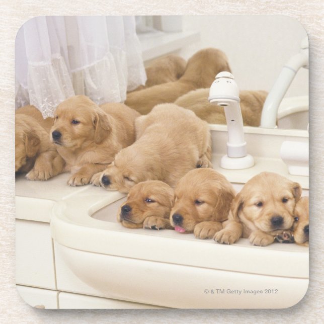 Posavasos Golden retriever; es un relativamente moderno y 2 (Frente)