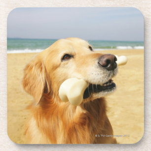 Posavasos Golden retriever que come el hueso