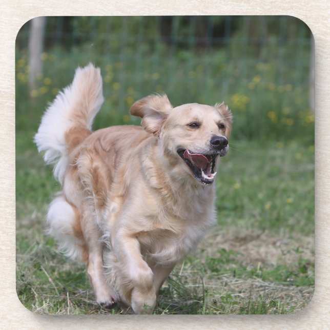 Posavasos Golden retriever que corre 1 (Frente)