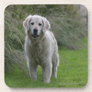 Posavasos Golden retriever que corre 2
