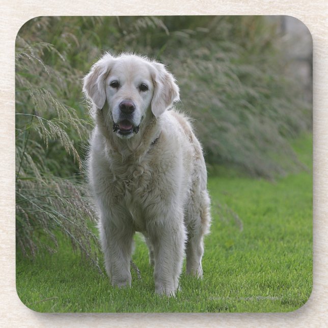 Posavasos Golden retriever que corre 2 (Frente)