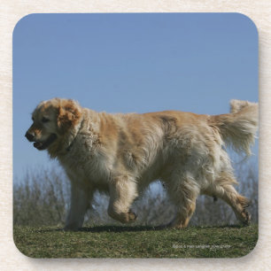 Posavasos Golden retriever que corre 3