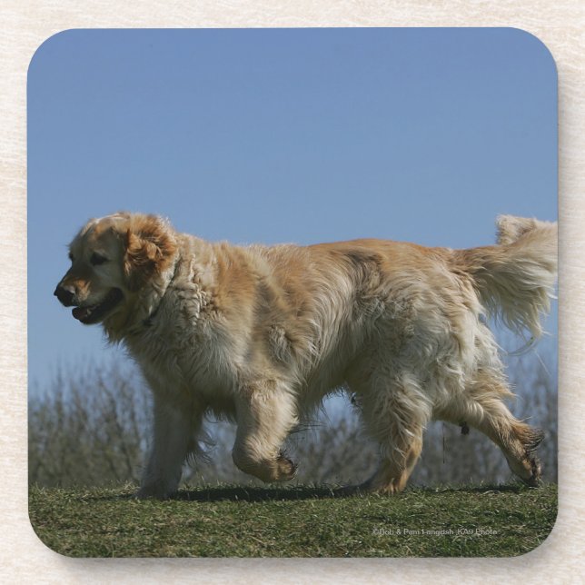 Posavasos Golden retriever que corre 3 (Frente)