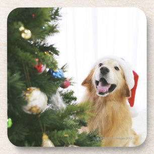Posavasos Golden retriever que mira el árbol de navidad