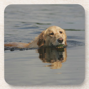 Posavasos Golden retriever que nada