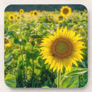 Posavasos Golden Sunflower Field