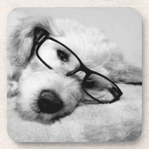 Posavasos Goldendoodle con vidrio