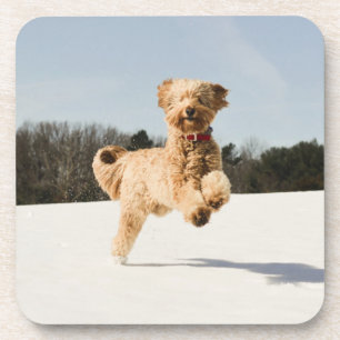 Posavasos Goldendoodle corriendo por campo