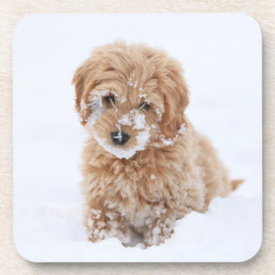 Posavasos Goldendoodle Puppy Con Nieve En La Cara