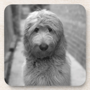Posavasos Goldendoodle Puppy En El Patio Trasero