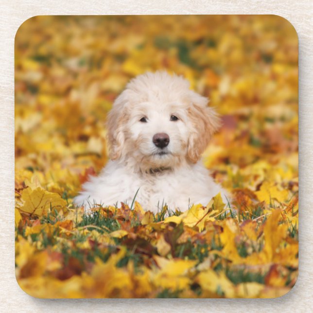 Posavasos Goldendoodle Puppy En Hojas Caídas (Frente)