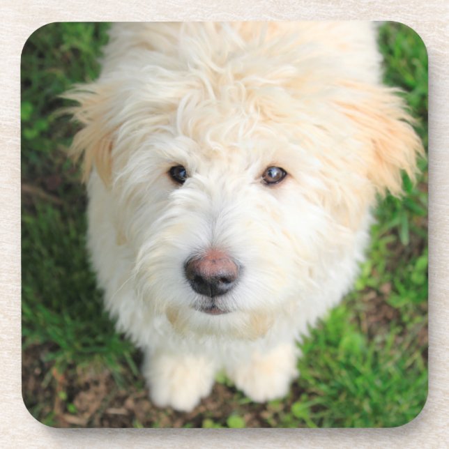 Posavasos Goldendoodle Puppy Mirando La Cámara (Frente)
