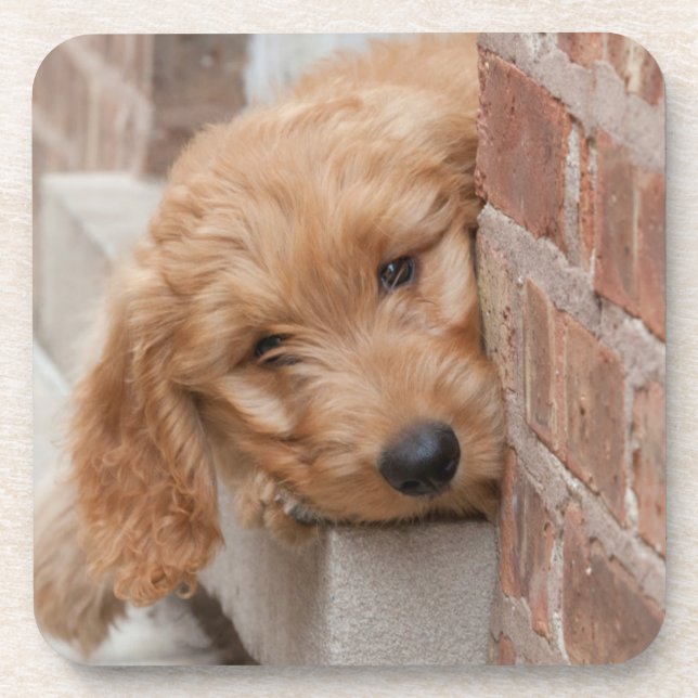 Posavasos Goldendoodle Puppy Peeking (Frente)