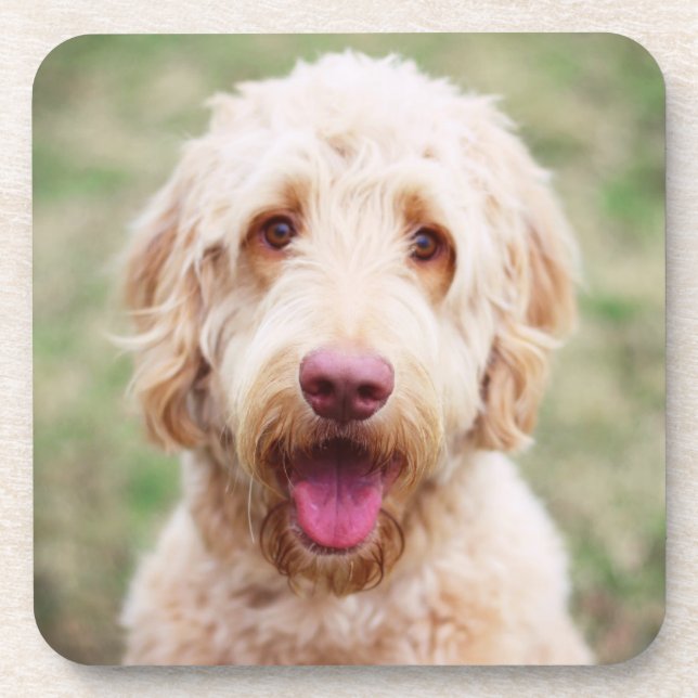 Posavasos Goldendoodle Smiling (Frente)