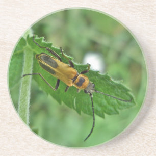 Posavasos Goldenrod Soldier Beetle