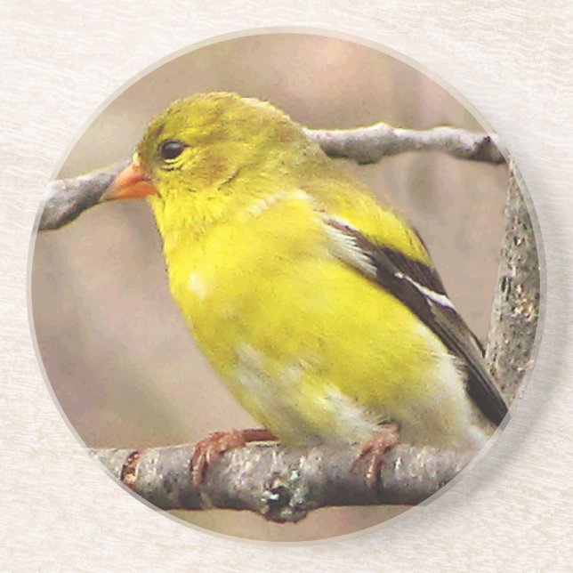 Posavasos Goldfinch (Frente)