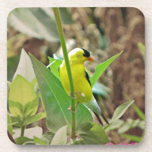 Posavasos Goldfinch