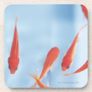 Posavasos Goldfish 2