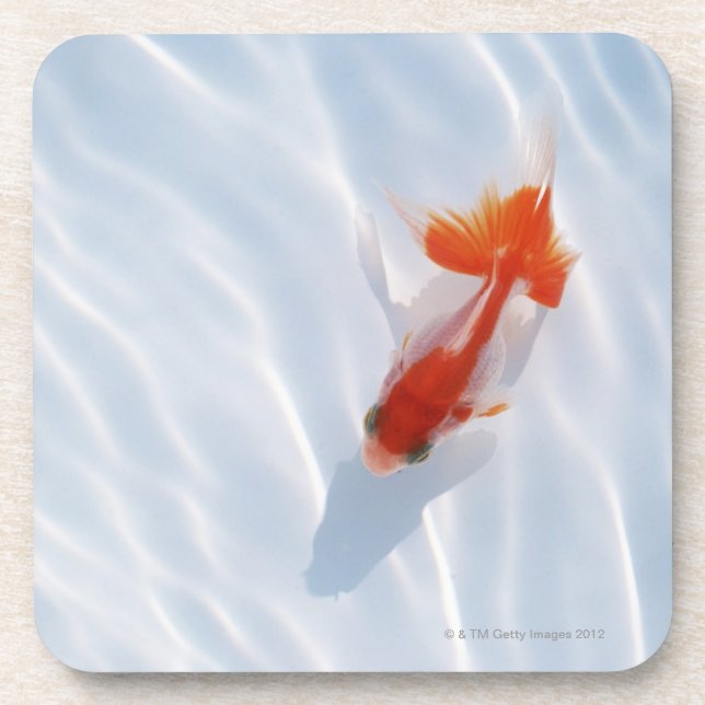 Posavasos Goldfish 5 (Frente)