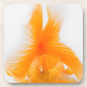 Posavasos Goldfish anaranjado del lionhead (auratus del