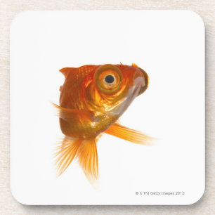 Posavasos Goldfish con los ojos grandes 3