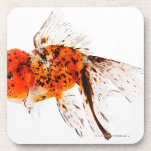 Posavasos Goldfish del lionhead del calicó (auratus del