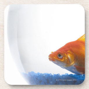 Posavasos Goldfish en cuenco en el fondo blanco