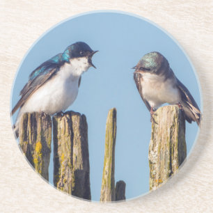 Posavasos Golondrina bicolor macho y hembra