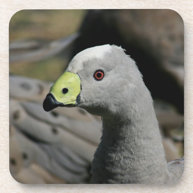 Posavasos Goose de Australia (Frente)