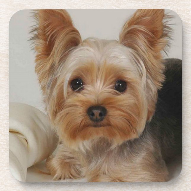 Posavasos Gorgeo Yorkshire Terrier (Frente)