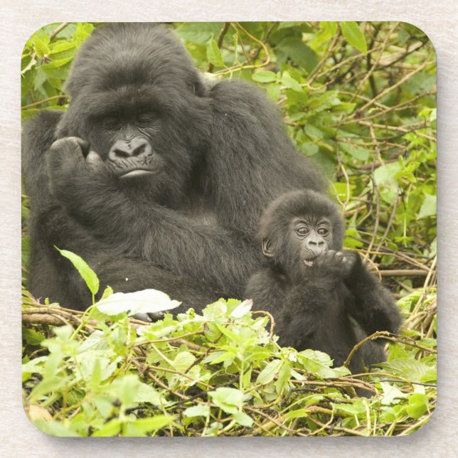 Posavasos Gorila de la montaña, Gorilla beringei (anteriorme (Frente)