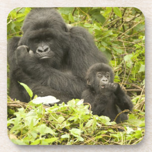 Posavasos Gorila de montaña, Gorilla beringei (anteriormente
