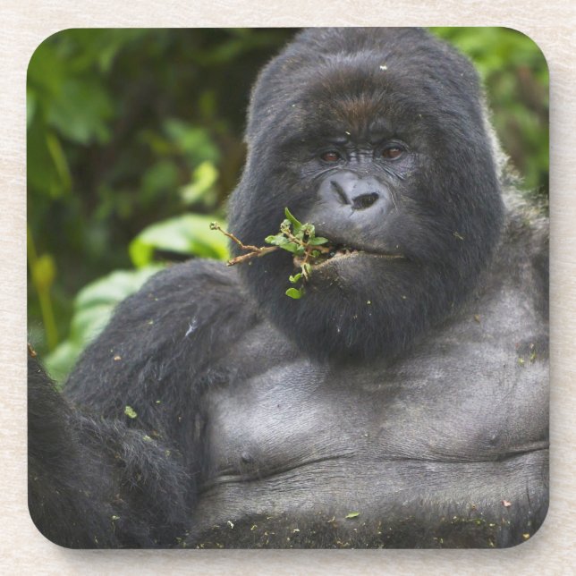 Posavasos Gorila de montaña y silverback (Frente)