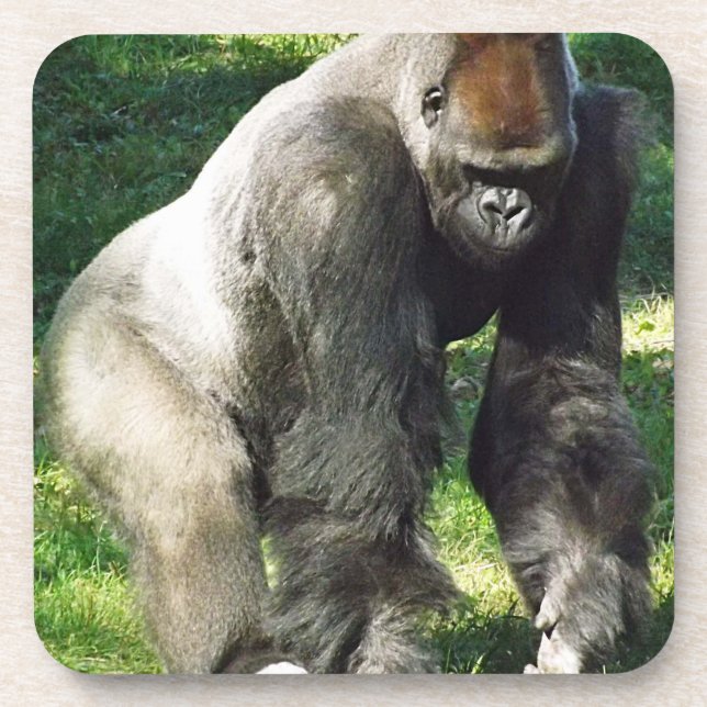 Posavasos Gorila masculino de la tierra baja del Silverback (Frente)