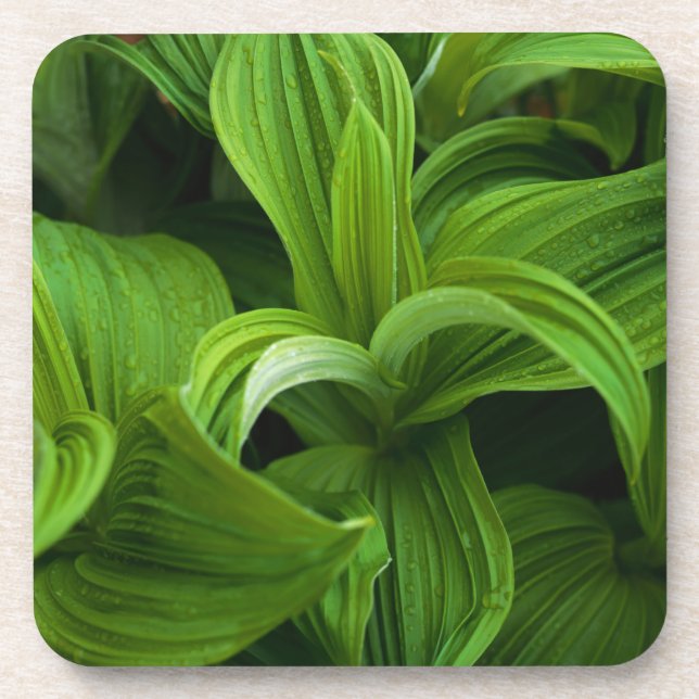 Posavasos Gotas de rocío en un Helabore falso (Frente)