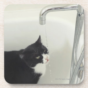 Posavasos Goteo del agua potable del gato de un golpecito
